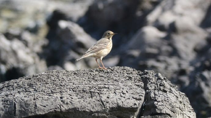 粟島の野鳥たち コマミジロタヒバリ