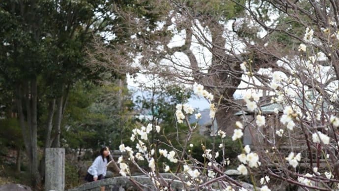 またまた、防府天満宮です!シダレウメはきれいです🌸🌸🌸