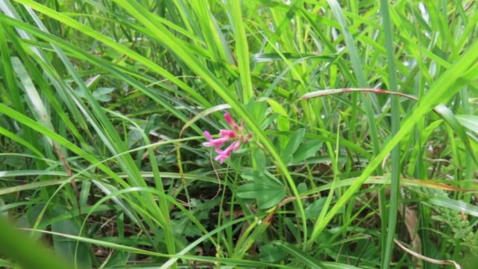 高ボッチ高原・鉢伏山で最近咲いている花　シャジクソウ（車軸草）