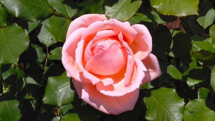2025・5・4 はまみらい咲きニュートンのリンゴの花咲く横浜市こども植物園