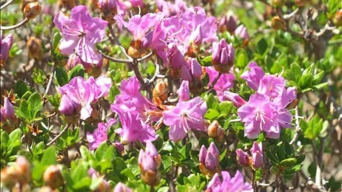 今年も阿蘇のミヤマキリシマの開花が始まりました。