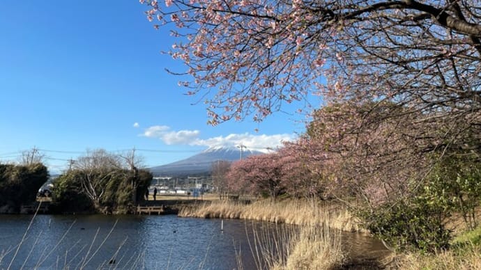 富士山と緋寒桜