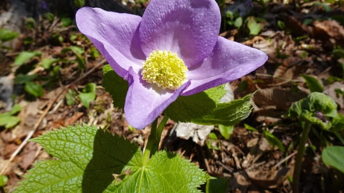 匠の森・花情報2021年4月27日