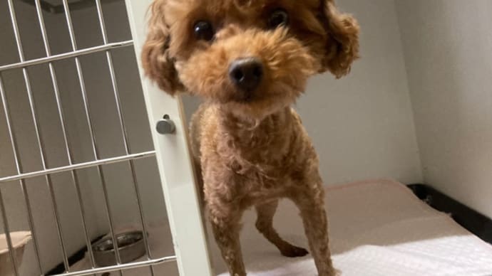 リタイヤ犬あずさちゃん