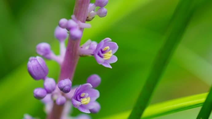 ●我が家の9月の花(3) ヤブランが開花 ベロニカ・ロイヤルキャンドル ツユクサ コムラサキの実