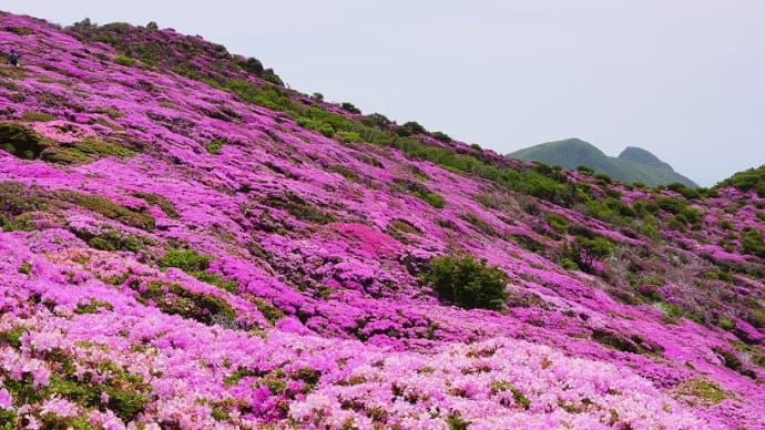 桃色洪水注意報発令!平治岳へ
