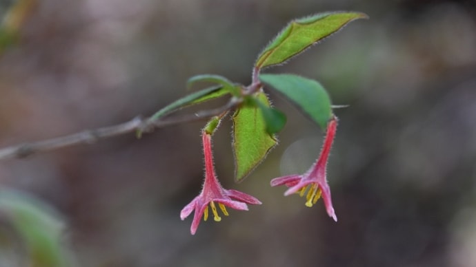 山野に咲く花々①・・・
