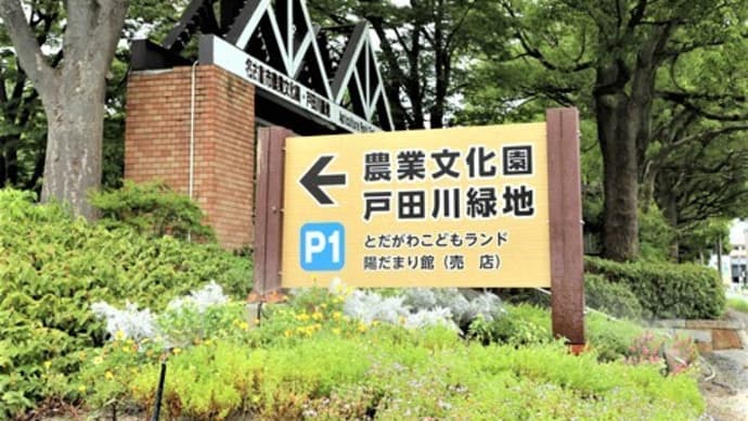戸田川緑地公園 ”ひまわり” が見ごろ近しときき出掛けてきました🌻🌻