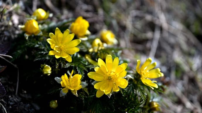 峰石原の薬師堂に咲く福寿草