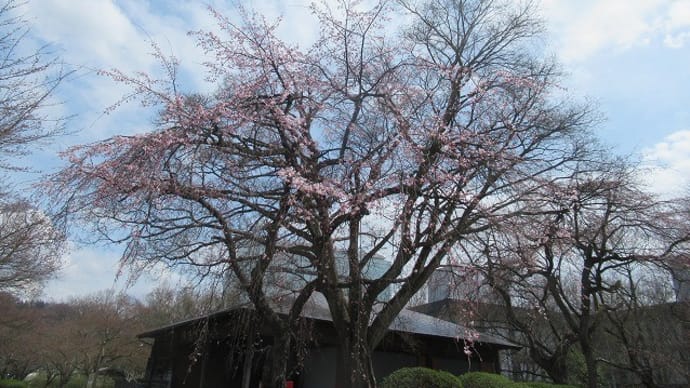 花だより