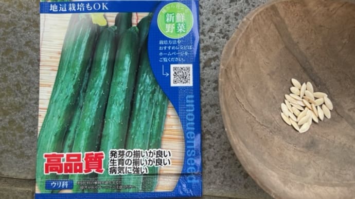 キュウリを植え付けました(^^)/ (7月19日)