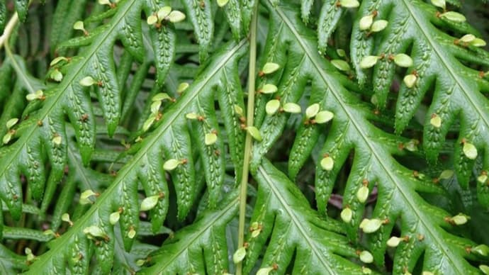 湿った場所で繁栄する シダ植物