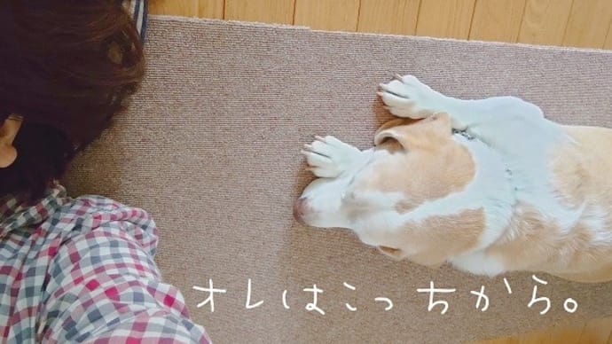 2ワンにはさまれて。