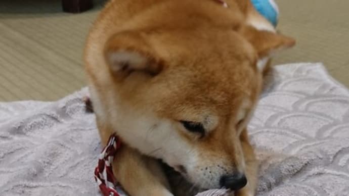 京都はあられもおいしい