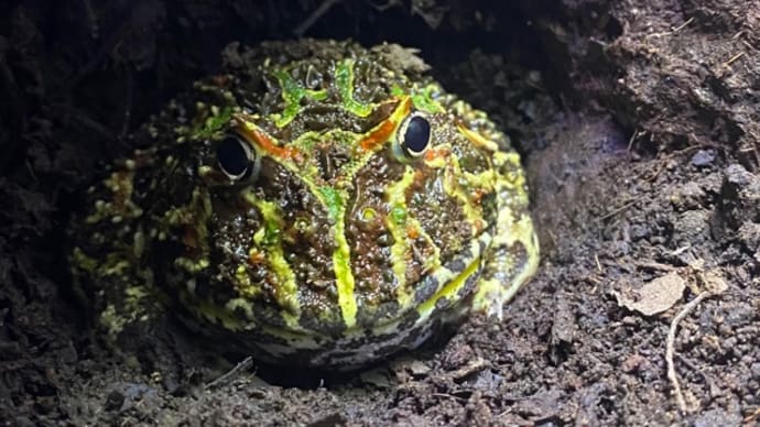 怠惰。