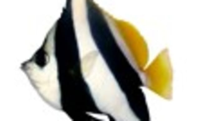 ムレハタタテダイ