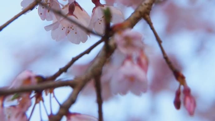 ・*。・＊・桜とお嬢さん・＊・。*・