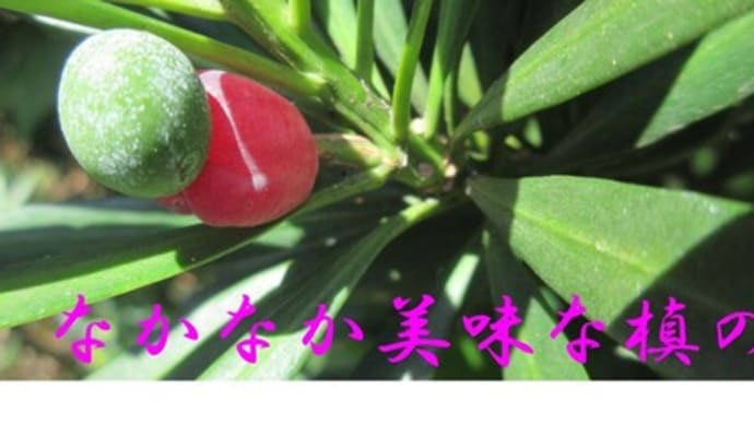 菜園日誌〈槙の実〉(*'▽')!!懐かしいので食べちゃいました😄