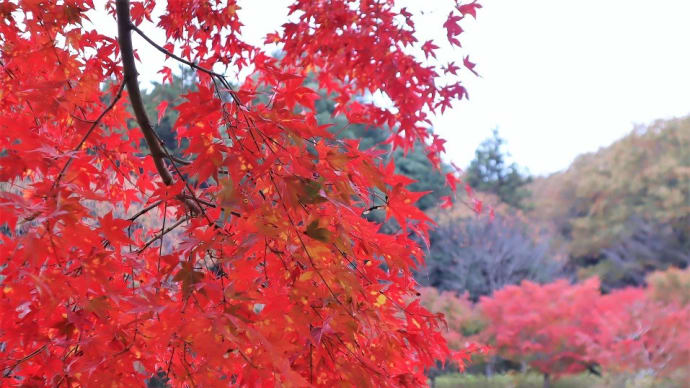 笠間芸術の森公園で紅葉を楽しみました。