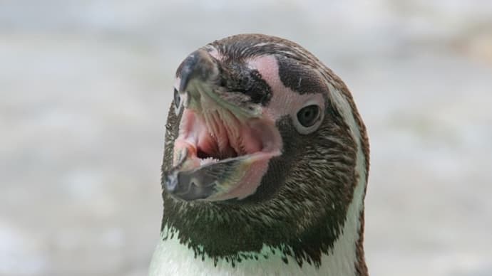 ペンギンのお口