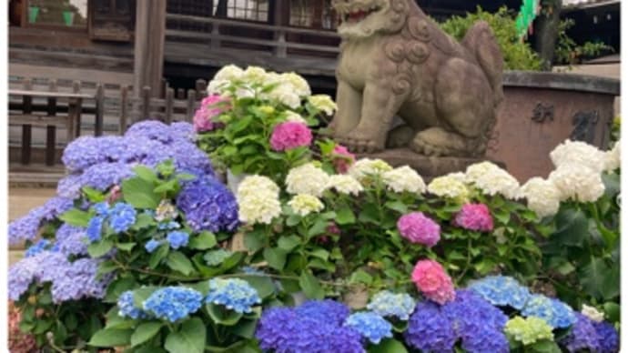 白山神社 文京あじさいまつり