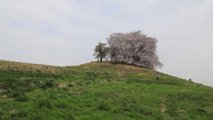 藤岡白石稲荷山古墳の桜2021