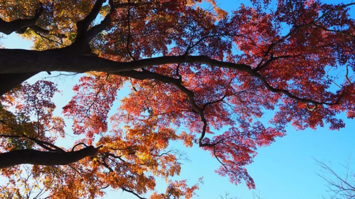 三ッ池公園の紅葉2023①