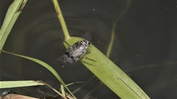 池之端ゲンゴロウ🐸