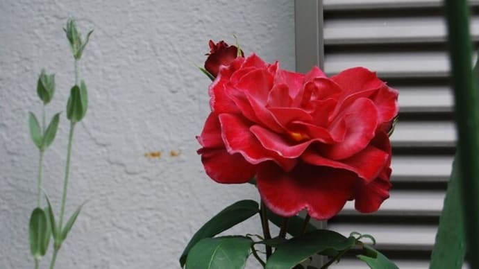薔薇の花とゴボウ茶