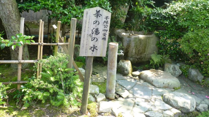 月照寺のアジサイ。