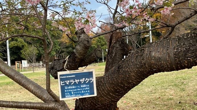 季節外れのサクラ