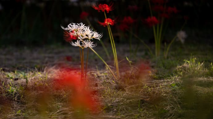 白花曼珠沙華