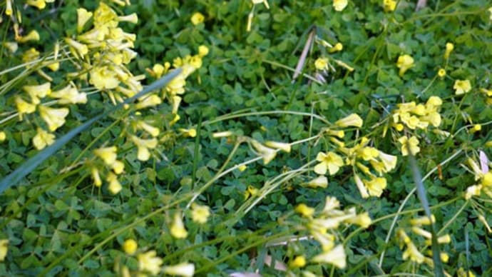 春の訪れを届ける野の花たち