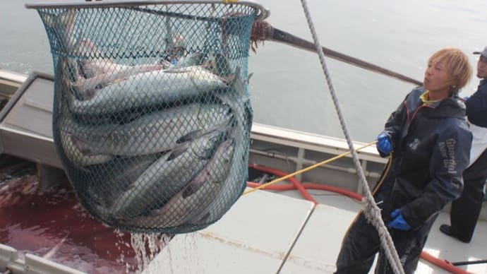 北海道秋サケ沿岸漁獲速報(10月10日現在) 1,300万尾・6%増と失速、354億円・31%増と高水準