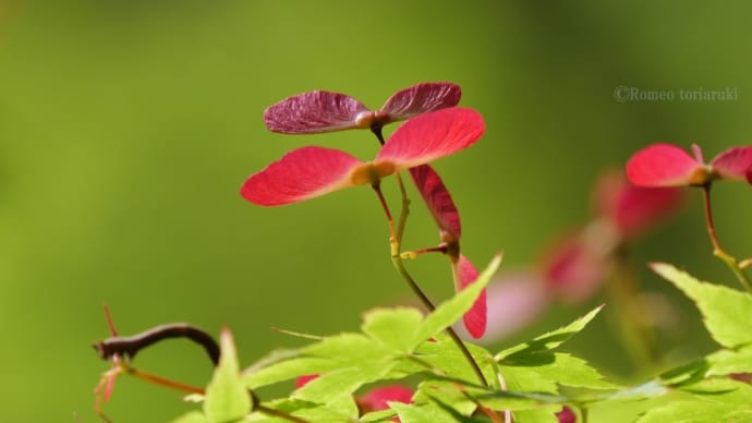 真っ赤な翼果 桐の花など
