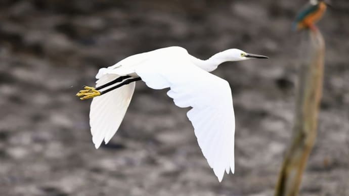 今週のカワセミ(神無月)