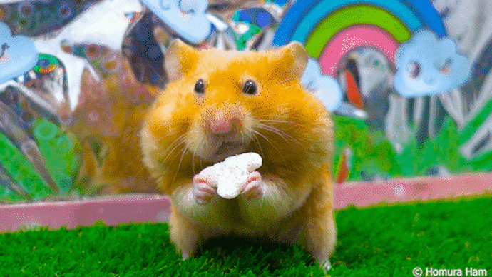 Syrian Hamsters Race on the Rainbow Track ️‍🌈 Homura Ham