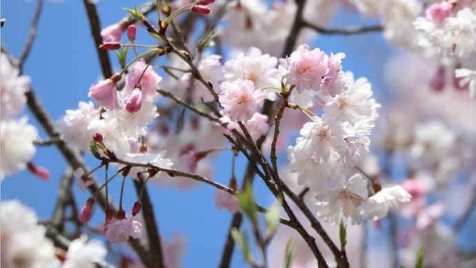 鎌倉宮の舞姫桜（2022/04/08）