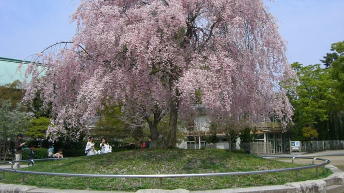 平安神宮　　神苑の桜