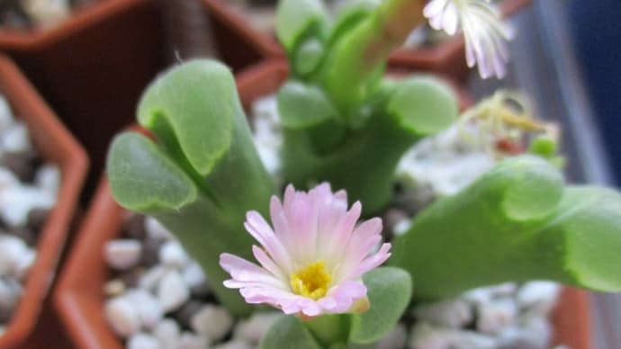 花いろいろ☆コノフィツム