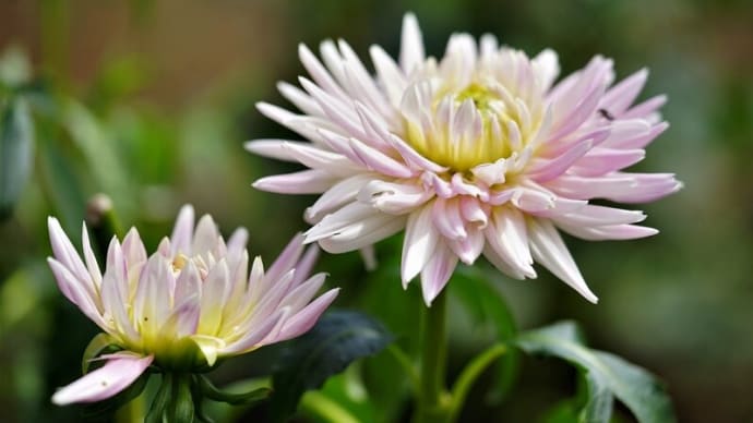 神代植物公園のダリア2種、
