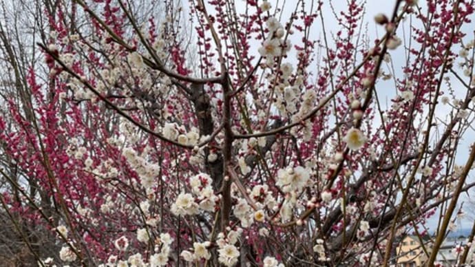 梅が咲いたので緋寒桜はどうかしら?