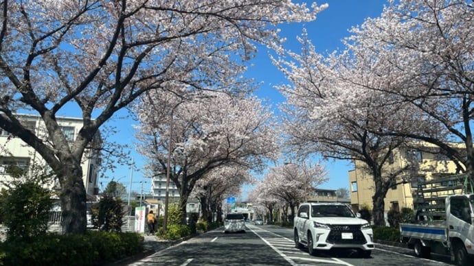 散る風景＠さくら　(*^｡^*)