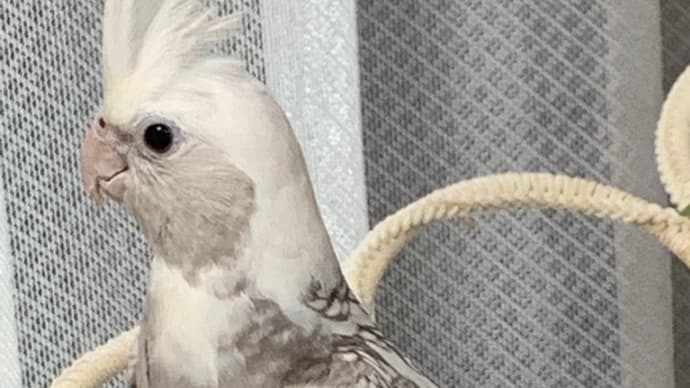 販売❣️オカメインコパールパイド