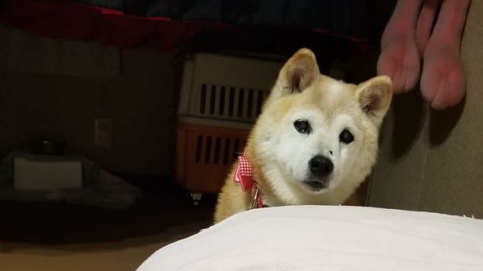 雨が止んだ時のお散歩