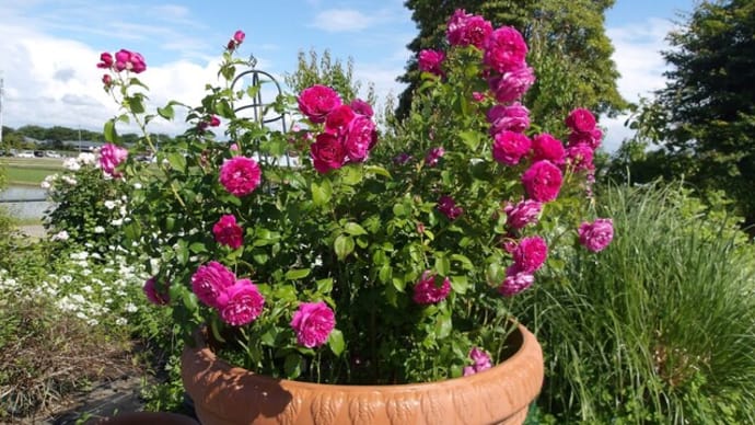 バラの花殻摘み