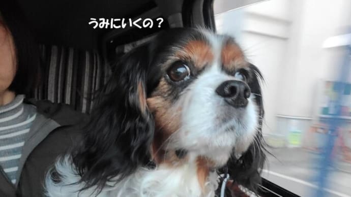 にいちゃん好きでしゅ~由比ガ浜朝散歩