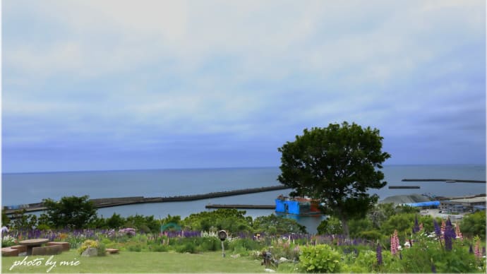 浦河町 「いちご屋」+ ルピナスの丘