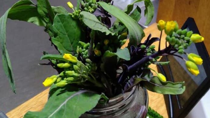 身近なエディブルフラワー菜の花