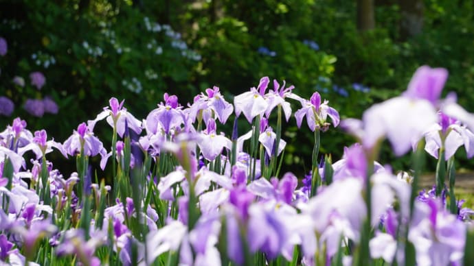 横須賀しょうぶ園・菖蒲と紫陽花